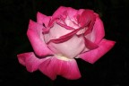 Rosa nel nero