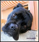 Cerco carezze Cerco carezze