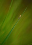 Persa nel verde..... Persa nel verde.....