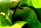 chiocciola chiocciola