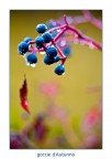 goccie d'Autunno goccie d'Autunno