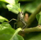 Cavalletta Cavalletta