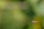 In Volo In Volo
