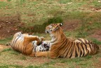 Lovers game