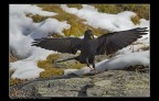 Gracchio Alpino (Pyrrhocorax graculus) Gracchio Alpino (Pyrrhocorax graculus)