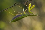 Mantide Religiosa Mantide Religiosa