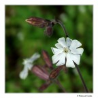 C O L O R I C O L O R I