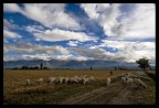 Cielo e pecorelle Cielo e pecorelle