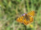 Argynnis Lathonia Argynnis Lathonia