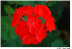 Red Flowers Red Flowers