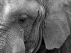 Elefante