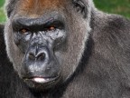 Gorilla Gorilla