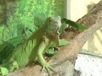 La mia piccola iguana Danny in versione modello! ( lo stesso di : http://www.photo4u.it/viewcomment.php?pic_id=253504 ).....la mia prima Fuji (s2800 zoom)...2002/3
