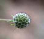 La delicatezza La delicatezza