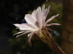 In balcone ho da anni due piante grasse che non hanno mai fiorito.
Quest'anno hanno fatto entrambe un fiore un mesetto fa, e ieri una ne ha fatti addirittura tre insieme. I fiori in questione durano un solo giorno, poi appassiscono. Qualcuno sa di che piante si tratta ? (Pieno sole, correzione esposizione a -1, tele, diaframma chiuso quanto possibile).