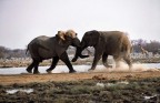Namibia 230