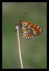 Melitaea didyma. Melitaea didyma.