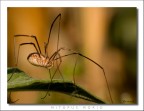mitopus morio mitopus morio