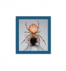 SPIDER MAN ? SPIDER MAN ?