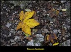 Tracce d'autunno Tracce d'autunno