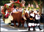 Una traccas (carro trainato dai buoi) alla festa di S. Efisio (patrono di Cagliari)