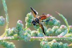 Trichopoda pennipes Trichopoda pennipes