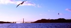 Golden Gate Golden Gate