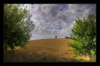L'albero L'albero