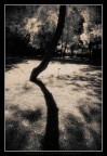 Tronco e sua Ombra