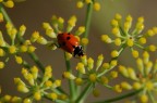 Coccinella Coccinella