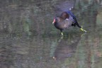 Gallinella on Ice ^^ Gallinella on Ice ^^