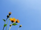 NSF-03-Verso il sole NSF-03-Verso il sole