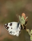 Pontia daplidice 1