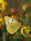 Colias crocea (f. helice) Colias crocea (f. helice)