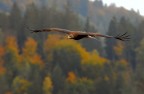 Aquila rapax; Carpazi orientali; 480mm; 1/800sec; f6.3; Iso400.