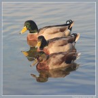 Task Force. Task Force.