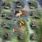 giochi di cuccioli giochi di cuccioli