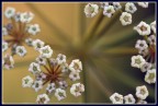 Raggi di fiori Raggi di fiori
