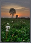 Alba nebbiosa. #2