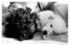 La bella... e il bello La bella... e il bello