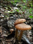 funghi funghi
