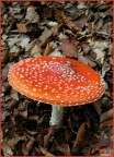 amanita amanita