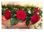 Rose nuziali.......... Rose nuziali..........