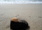 Seashell Seashell
