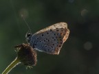 Ultime luci del giorno