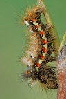 Bruco di Acronicta rumicis Bruco di Acronicta rumicis