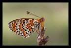 Melitaea didyma. Melitaea didyma.