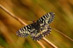 Zerynthia polyxena Zerynthia polyxena