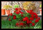 verbenia