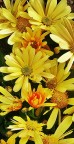 Perso nel giallo Perso nel giallo